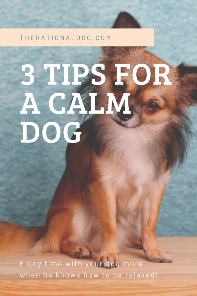 3 Ways to Teach Your Dog to Relax The Rational Dog
