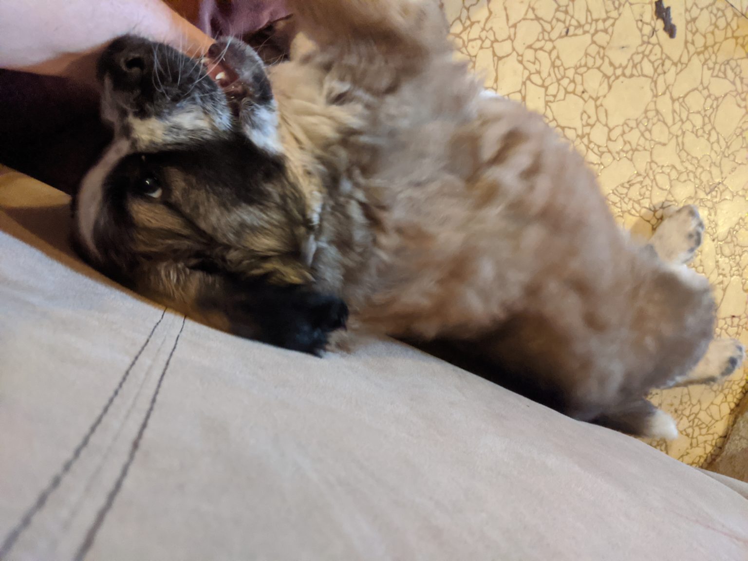 Why Do Puppies Bite (And How to Stop It) The Rational Dog