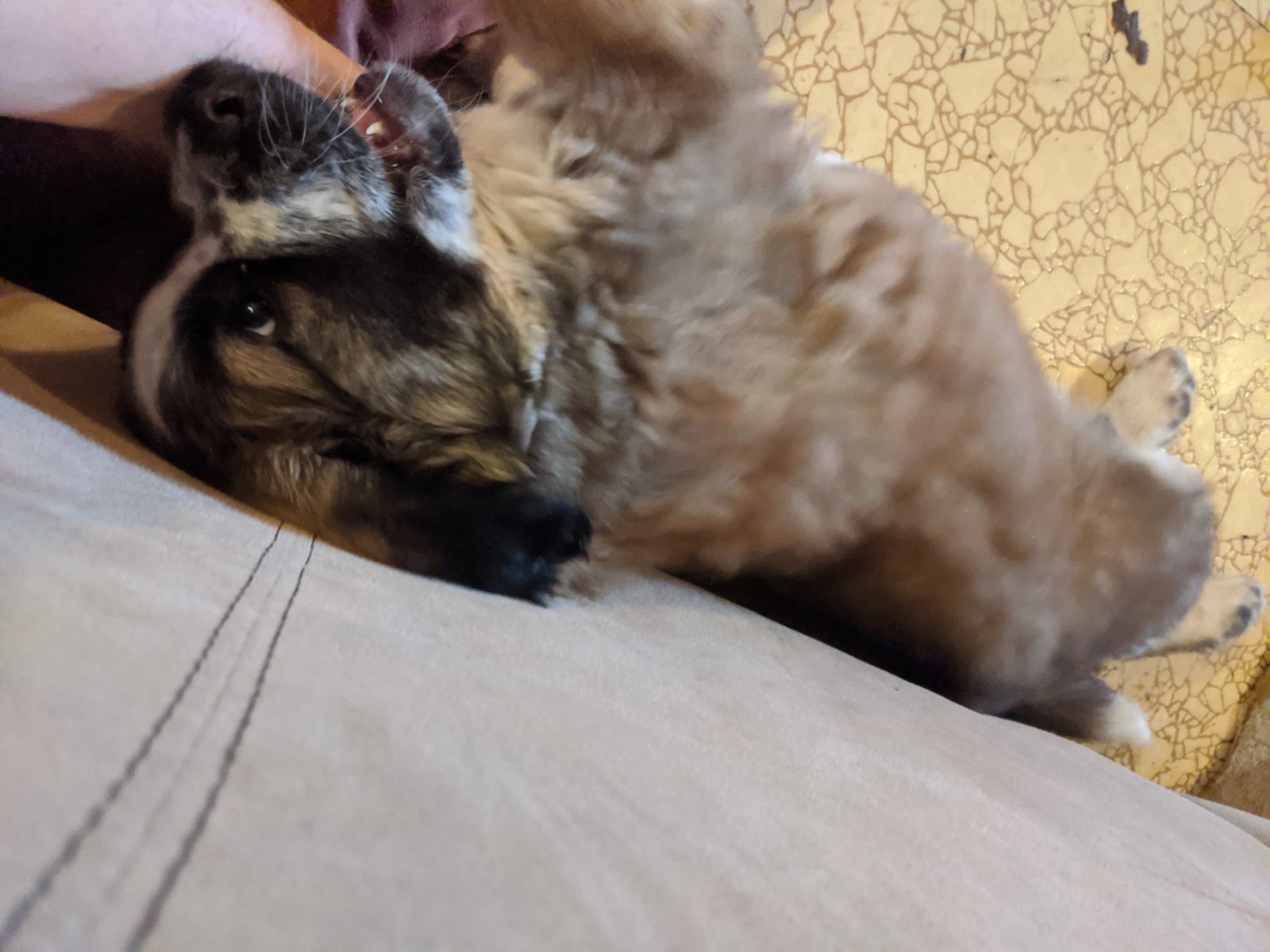 Why Do Puppies Bite (And How to Stop It) The Rational Dog