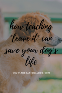 Why to train your dog the Leave It command