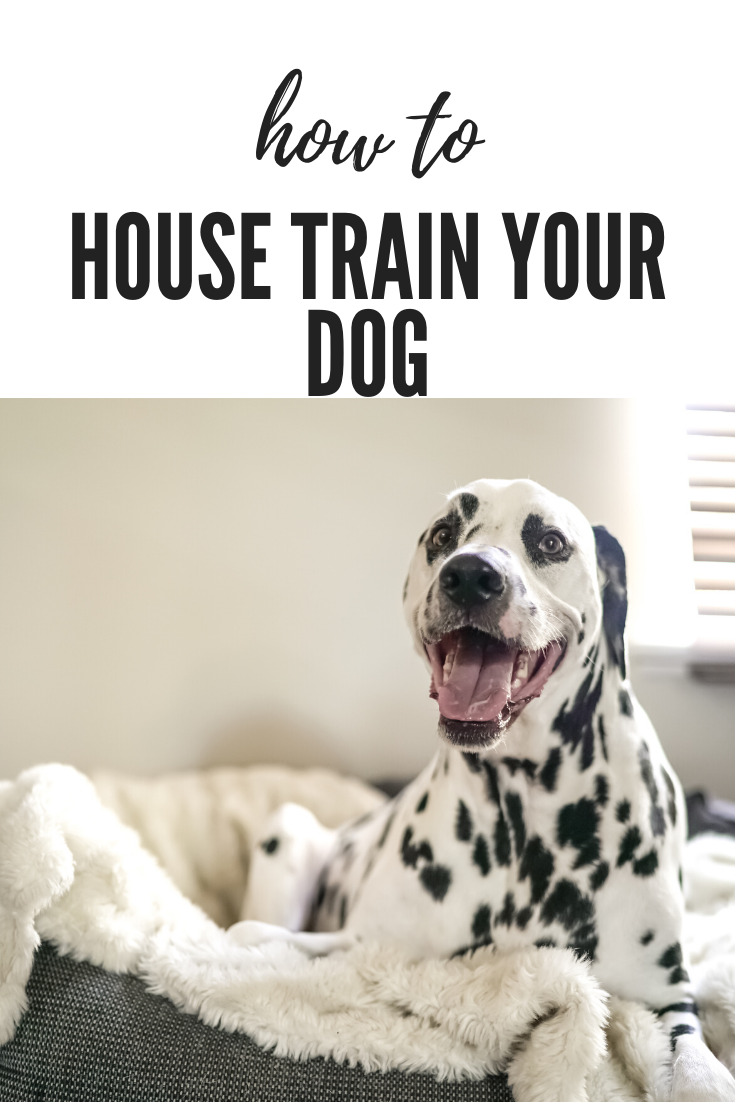 House Training Your Dog