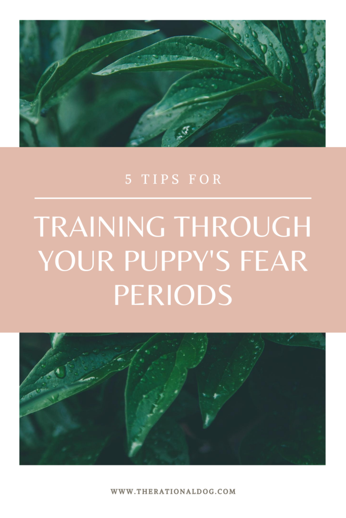 Train through your puppy's fear periods with these simple puppy training tips.