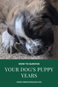 How to survive your puppy's growth into an adult dog
